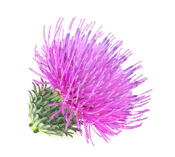 Λουλούδι Του Φυτού Milk Thistle Απομονωμένο Λευκό Φόντο Έννοια Εναλλακτικής — Φωτογραφία Αρχείου