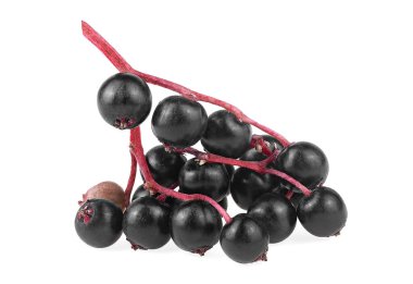 Beyaz bir arka planda izole edilmiş bir grup mürver çileği. Sambucus. Yaşlı ya da Mürver.