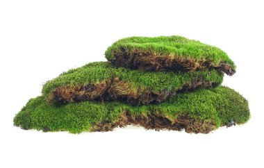 Yeşil yosun beyaz arka planda izole edilmiş. Yeşil yosunlu tepe. Yosun piramidi.