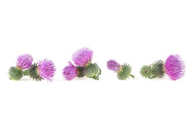 Devedikeni çiçekleri beyaz arka planda izole edilmiş. Süt devedikeni (Silybum). İskoç devedikeni.