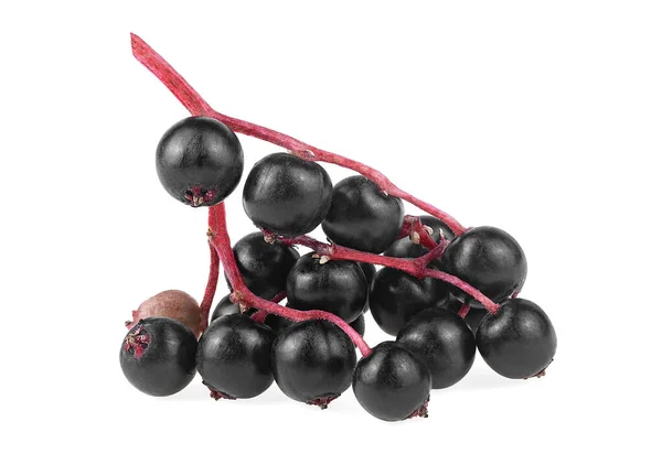 Sekelompok Elderberry Terisolasi Latar Belakang Putih Sambucus Sesepuh Atau Elderberry — Stok Foto