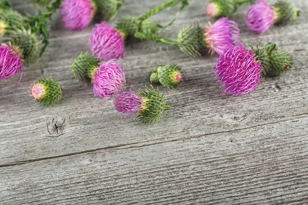 Wild medicinal plant thistle on a wooden background. Thistles on a wooden desk. Milk Thistle plant.