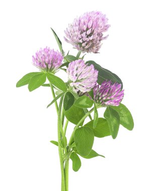 Beyaz arka planda izole edilmiş bir buket yonca çiçeği. Yapraklı kırmızı çayır yoncası.