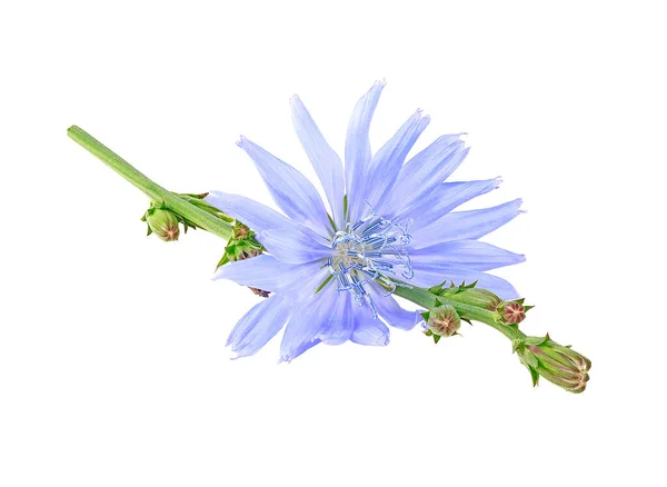 Fleur Chicorée Bleue Fraîche Sur Branche Isolée Sur Fond Blanc — Photo