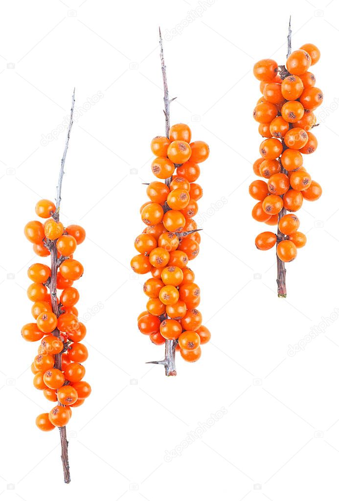 Sea buckthorn. Three branch with berries isolated on a white background, top view.