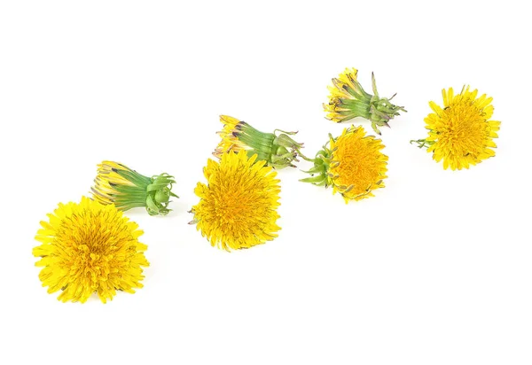 Dandelion flowers isolated on a white background. Dandelion flower head. Taraxacum officinale.