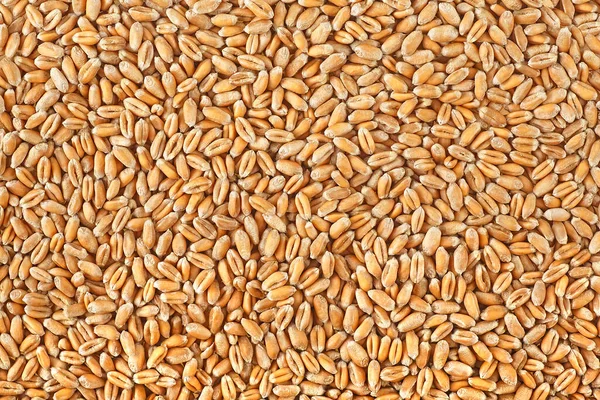 Grano Grani Consistenza Cereali Frumento Come Sfondo Agricolo — Foto Stock