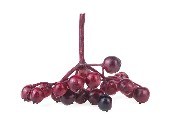 Merah Elderberries Cabang Segar Elderberry Terisolasi Pada Latar Belakang Putih — Stok Foto