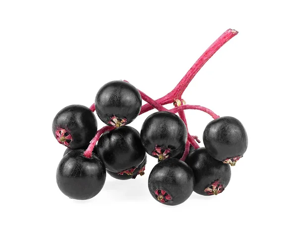 Liten Gren Färska Svarta Fläderbär Frukt Isolerad Vit Bakgrund — Stockfoto