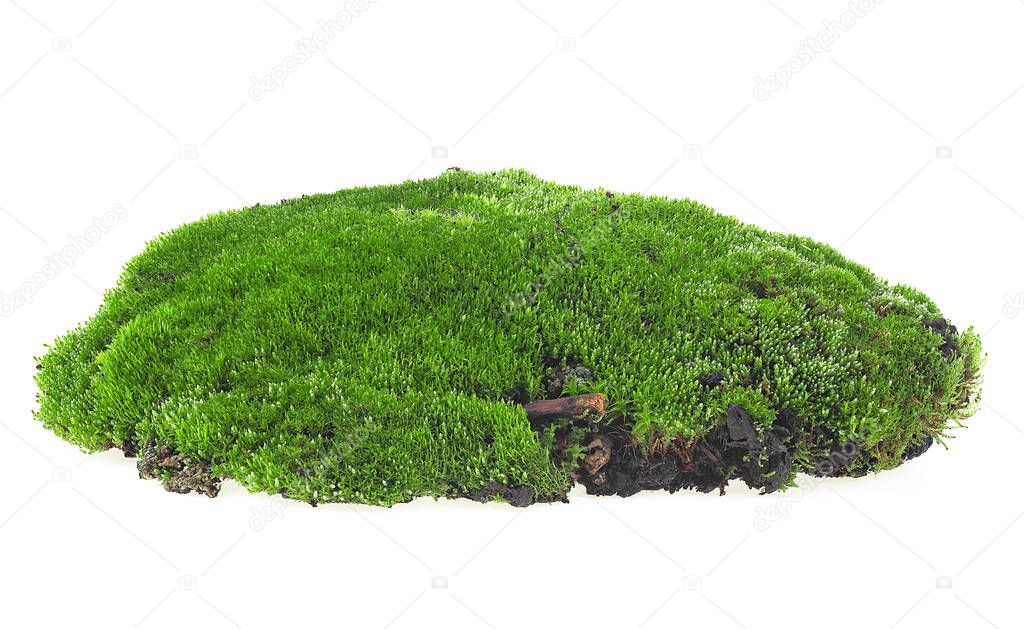 Green forest moss isolated on a white background