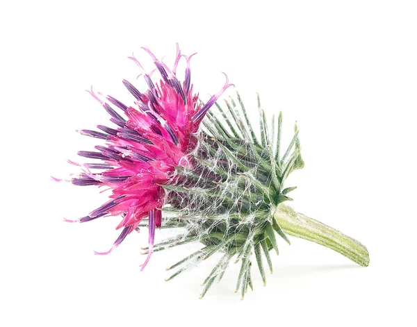 Пурпурова Квітка Бурдоку Ізольована Білому Тлі Макро — стокове фото