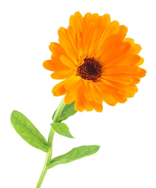 Fiore Calendula Arancione Isolato Fondo Bianco Calendula Officinalis Calendula — Foto Stock