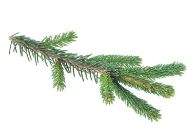 Köknar ağacının dalları beyaz arka planda izole edilmiş. Noel ağacı dalı.