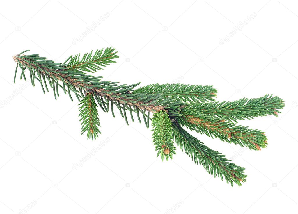 Branch of fir tree isolated on a white background. Christmas tree branch.