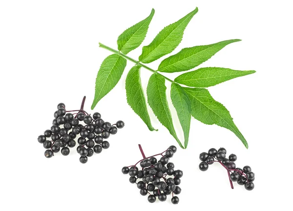 Twigs Elderberries Green Leaves Isolated White Background Walewort Berries Sambucus — Stock Photo, Image