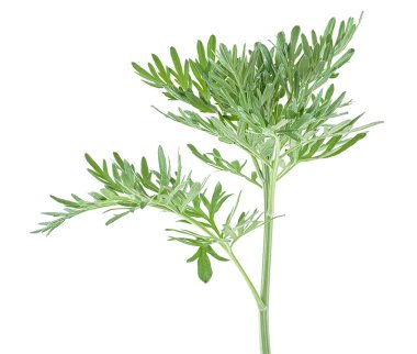 Pelin otu bitkisi beyaz arka planda izole edilmiş. Sagebrush dalı.