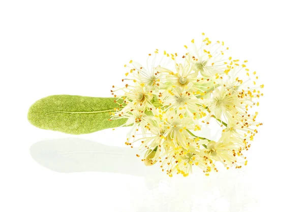 Isolated flower of linden on a white background. Linden blossom.