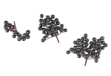 Beyaz arka planda izole edilmiş yaşlı böğürtlen dalları. Walewort üzümü. Sambucus.