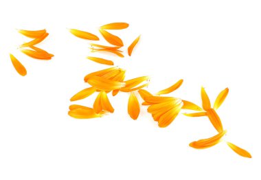 Calendula. Beyaz arka planda izole edilmiş taç yaprakları, üst manzara. Şifalı bitki..