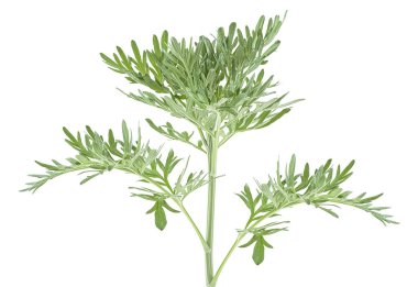 Beyaz arka planda tıbbi pelin otu karışımı. Sagebrush filizi. Artemisia, mugwort.