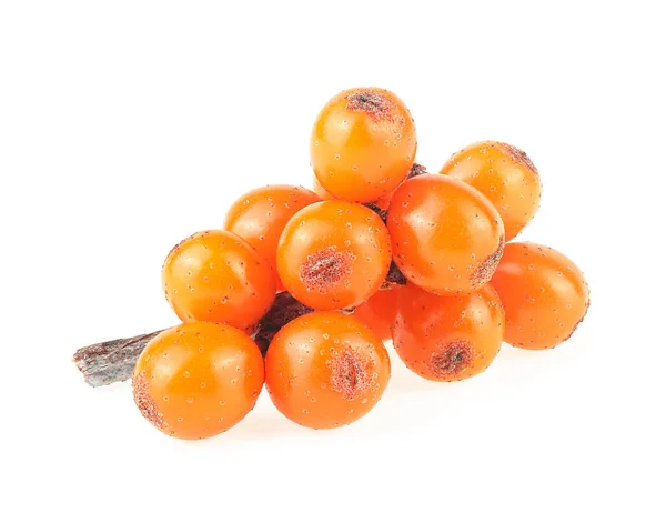 Cabang Berry Buckthorn Laut Terisolasi Pada Latar Belakang Putih — Stok Foto