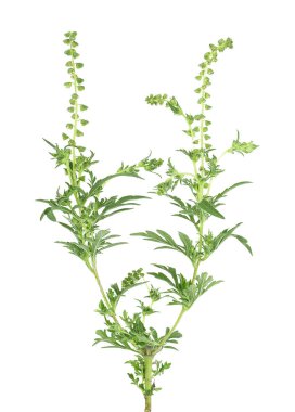 Ambrosia bitkisinin beyaz arka planda izole edilmiş bir dalı. Çalı çalısı. Alerji yapan bitki. Ot Buruşmaları.