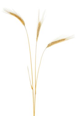 Beyaz arka planda izole edilmiş çavdar mahsulleri. Kurumuş çiviler..