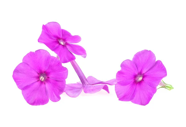 Groep Van Paarse Phlox Bloemen Geïsoleerd Een Witte Achtergrond Bloeiende — Stockfoto