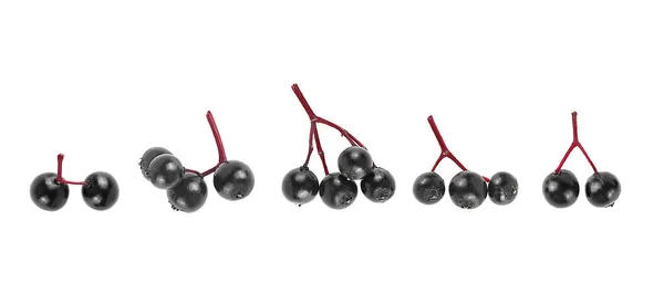 Beyaz arka planda izole edilmiş taze elderberry 'ler. Siyah mürver..
