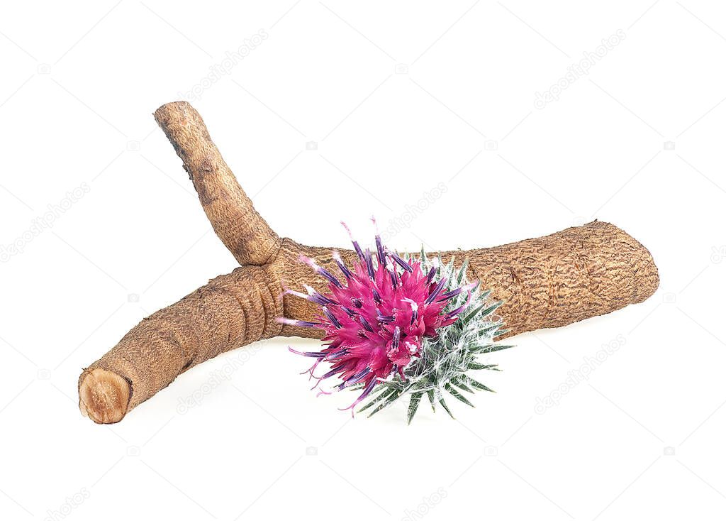 Burdock root and burdock flower isolated on a white background