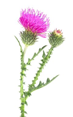 Beyaz zemin üzerinde izole edilmiş süt devedikeni çiçeği