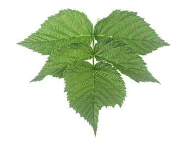 Ahududu yaprakları beyaz arka planda izole edilmiş. Ahududu yeşili yapraklar.