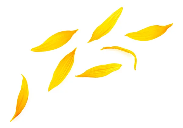 Beyaz arka planda izole edilmiş taze sarı ayçiçeği yaprakları. Üst görünüm.