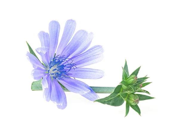 Chicory Virág Elszigetelt Fehér Háttérrel Gyógyfüvek Cikória Közös Cichorium Intybus — Stock Fotó