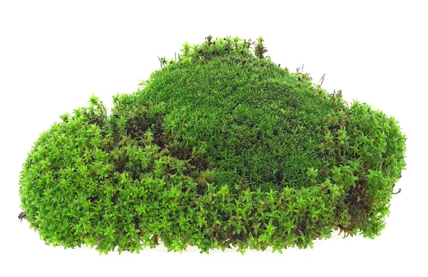 绿色苔藓 草长在白色的背景上 森林苔藓 天然苔藓 — 图库照片