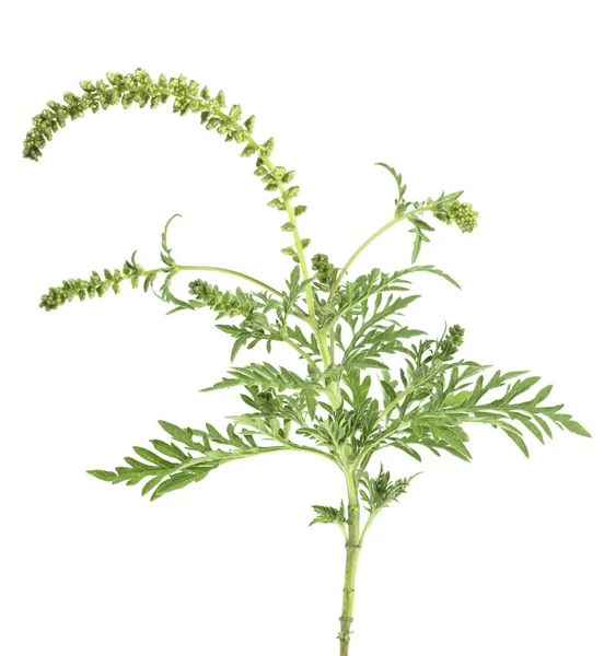 Pianta Ragweed Isolata Fondo Bianco Ambrosia Artemisiifolia — Foto Stock