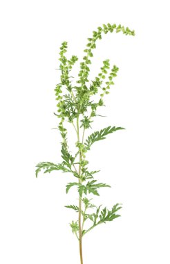 Ragweed beyaz arka planda izole edilmiş. Ambrosia artemisiifolia, yıllık yosun ya da düşük yosun.