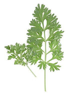 Wormwood branches isolated on a white background. Medicinal wormwood. Artemisia. clipart