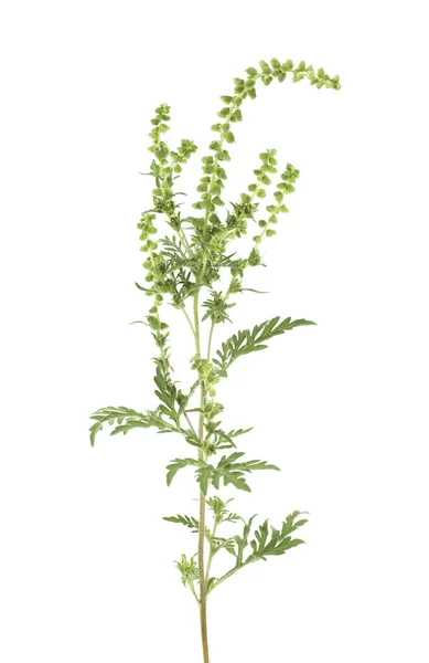 Ragweed Elszigetelve Fehér Háttérrel Ambrosia Artemisiifolia Éves Parlagfű Vagy Alacsony — Stock Fotó