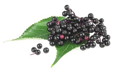 Avrupalı yaşlı. Sambucus (Elder veya Elderberry). Dalı ve yeşil yaprakları beyaz arka planda izole edilmiş mürver ağaçları..