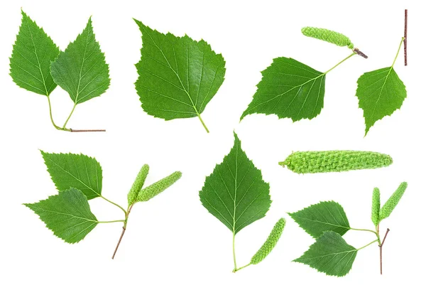 Conjunto Folhas Verdes Bétula Sementes Isoladas Fundo Branco Coleção Imagens — Fotografia de Stock