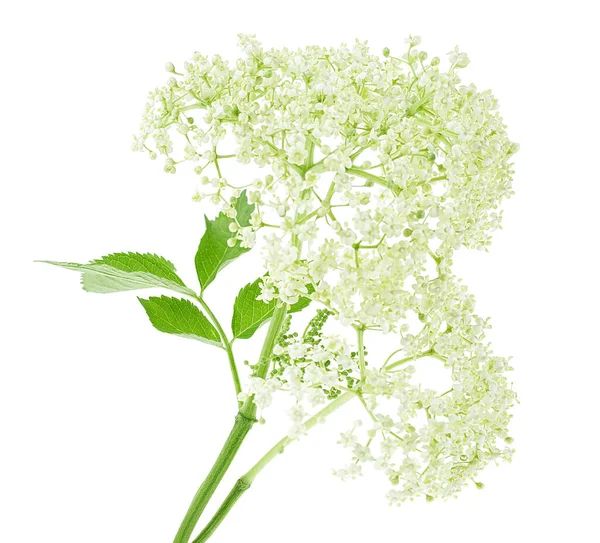 Beyaz Arka Planda Yaprakları Çiçekleri Olan Mürver Ağacı Büyüyen Yaşlı — Stok fotoğraf