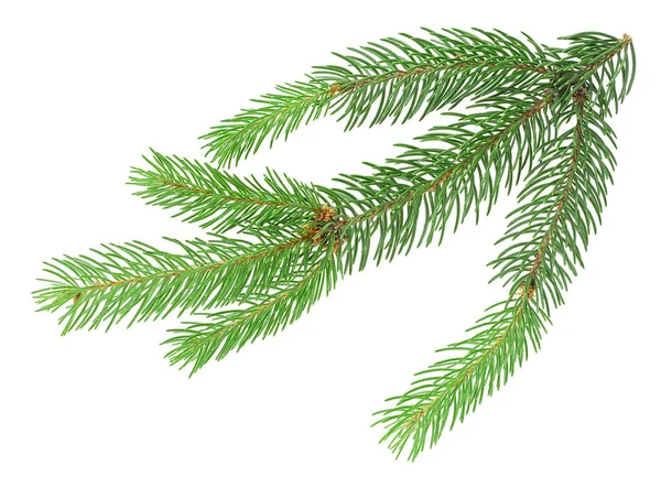 Branch Fir Tree Isolated White Background Pine Branch — Stock Photo, Image