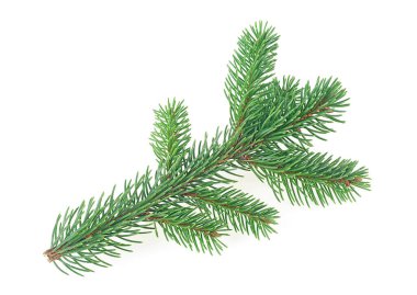 Beyaz arka planda yeşil köknar dalı izole edilmiş. Çam ağacı dalı. Noel Ağacı.
