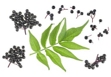 Beyaz arka planda yeşil yapraklı yaşlı böğürtlen dalları. Sambucus.