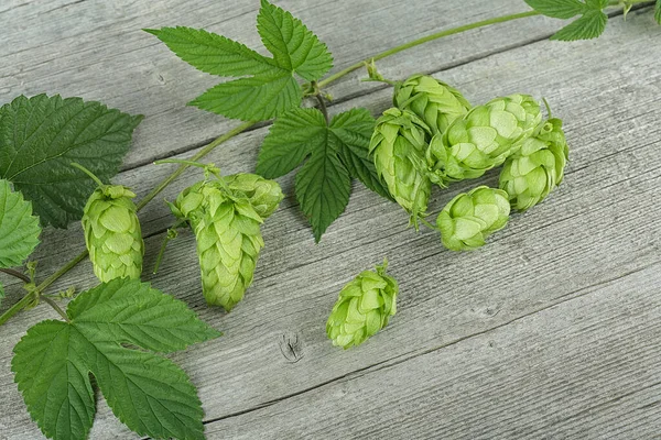 Fresh Green Hops Leaves Wooden Table Concept Beer Production Brewing — Stock Photo, Image