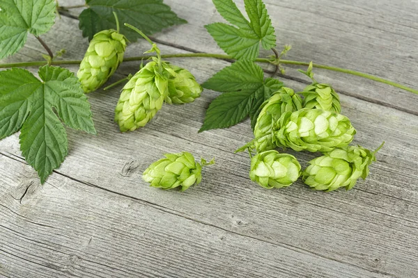 Green Fresh Hops Wooden Table Hop Cones Leaves Green Fresh — Stock Photo, Image