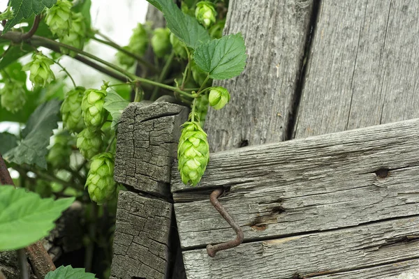 Green hop cones with leaves on the old wooden fence, selective focus. Hops agriculture harvest.