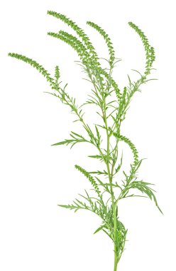 Ambrosia artemisiifolia beyaz arka planda izole edildi. Alerji mevsiminde Ragweed bitkisi, yaz ve sonbaharda alerji yapar..