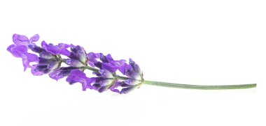 Beyaz arka planda tek bir lavanta çiçeği var. Taze lavanta filizi.